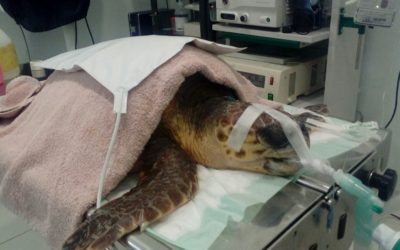 «Vanesa» ha tenido que ser intervenida en el quirófano por el equipo veterinario del Centro de Recuperación de Palma Aquarium