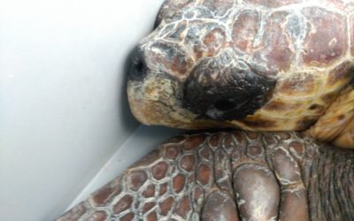 Llega «Vanesa», un nuevo ejemplar de tortuga marina al Centro de Recuperación de Palma Aquarium