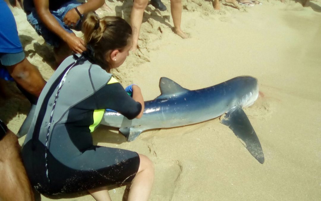 El tiburón varado en Can Pastilla presentaba daños incompatibles con su vida