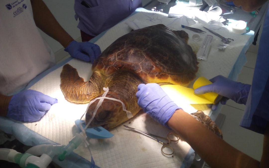«LILI», la nueva paciente de Palma Aquarium