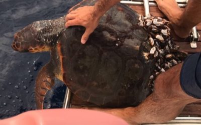 La tortuga «Kalos», una jornada de rescate inesperada