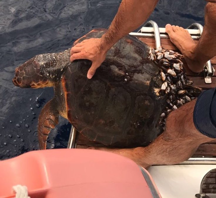 La tortuga «Kalos», una jornada de rescate inesperada