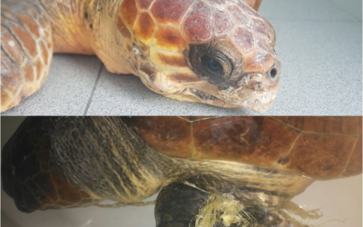 «KUMA» y «TANO» aumentan a seis el número de tortugas en recuperación actualmente en Palma Aquarium