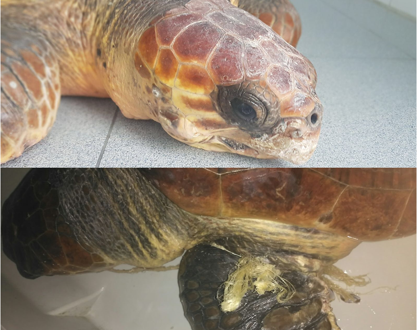 «KUMA» y «TANO» aumentan a seis el número de tortugas en recuperación actualmente en Palma Aquarium