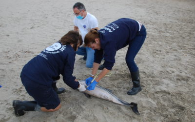 El Equipo de Rescate ha atendido cuatro varamientos de delfines en Mallorca