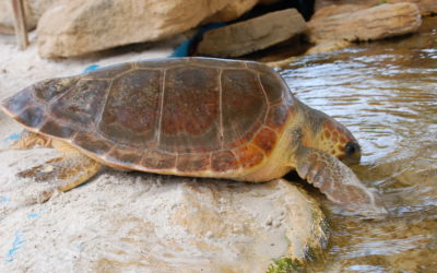 Tano ha sido trasladado a la instalación exterior de tortugas marinas de Palma Aquarium