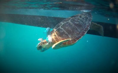 Dos tortugas marinas vuelven al mar tras meses de rehabilitación en el Centro de Recuperación