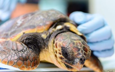 Llega herida a nuestro centro la primera tortuga de 2018