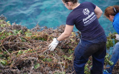 La Fundación Palma Aquarium participa en el programa de erradicación de «Carpobrotus edulis»