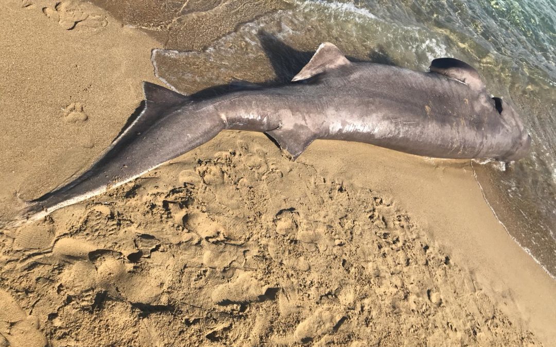 Se halla un tiburón en Ibiza