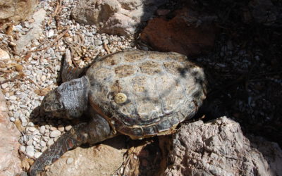 Han aparecido dos tortugas marinas muertas en el municipio de Capdepera