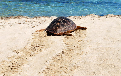 Si encuentras un rastro o nido de tortuga marina, ¡AVISA!