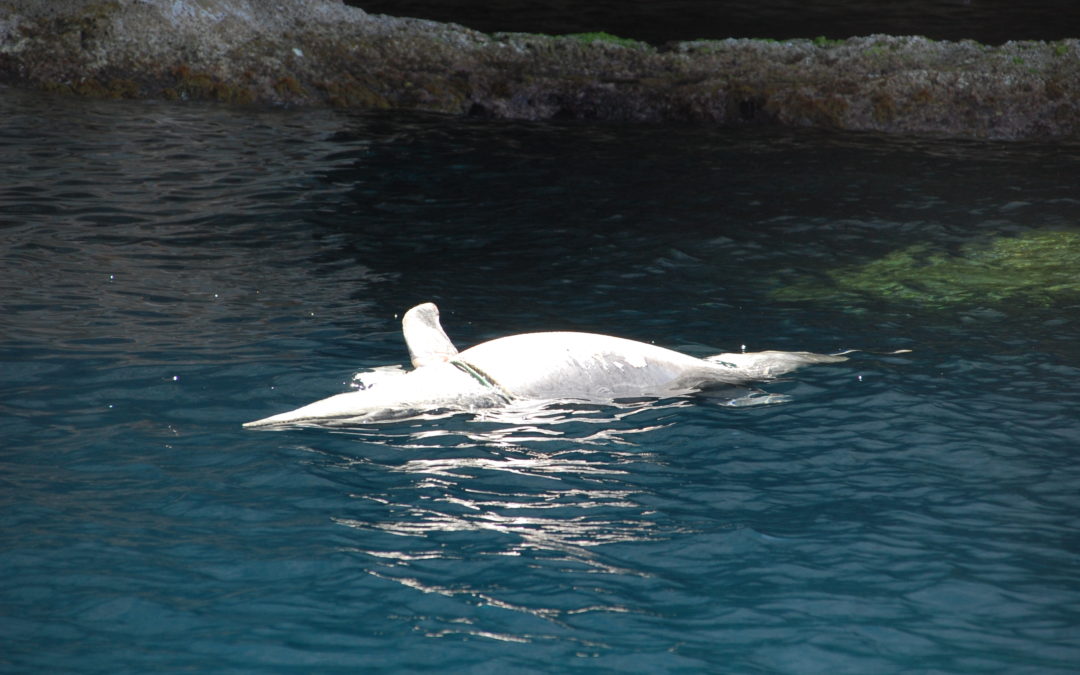 Encontrado un delfín sin cola en aguas de la Colonia de Sant Jordi