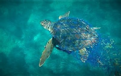 ¿Qué tenemos que hacer si encontramos una tortuga marina?
