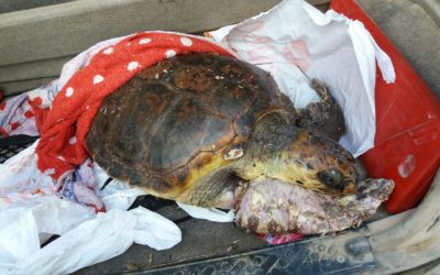 Terra, Shelly y Mara: Las 3 tortugas marinas rescatadas en la última semana.