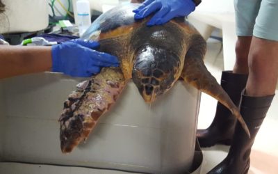 6 tortugas marinas rescatadas en menos de 15 días