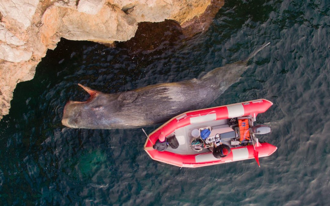 Varamientos de Cetáceos de Baleares en 2018