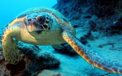 ¿Conoces los diferentes picos de tortugas marinas?