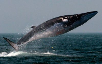 ¿Qué sabes de las ballenas y delfines que habitan en nuestro mar?