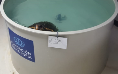 La Fundación Reina Sofía y la Fundación Palma Aquarium firman un acuerdo de colaboración