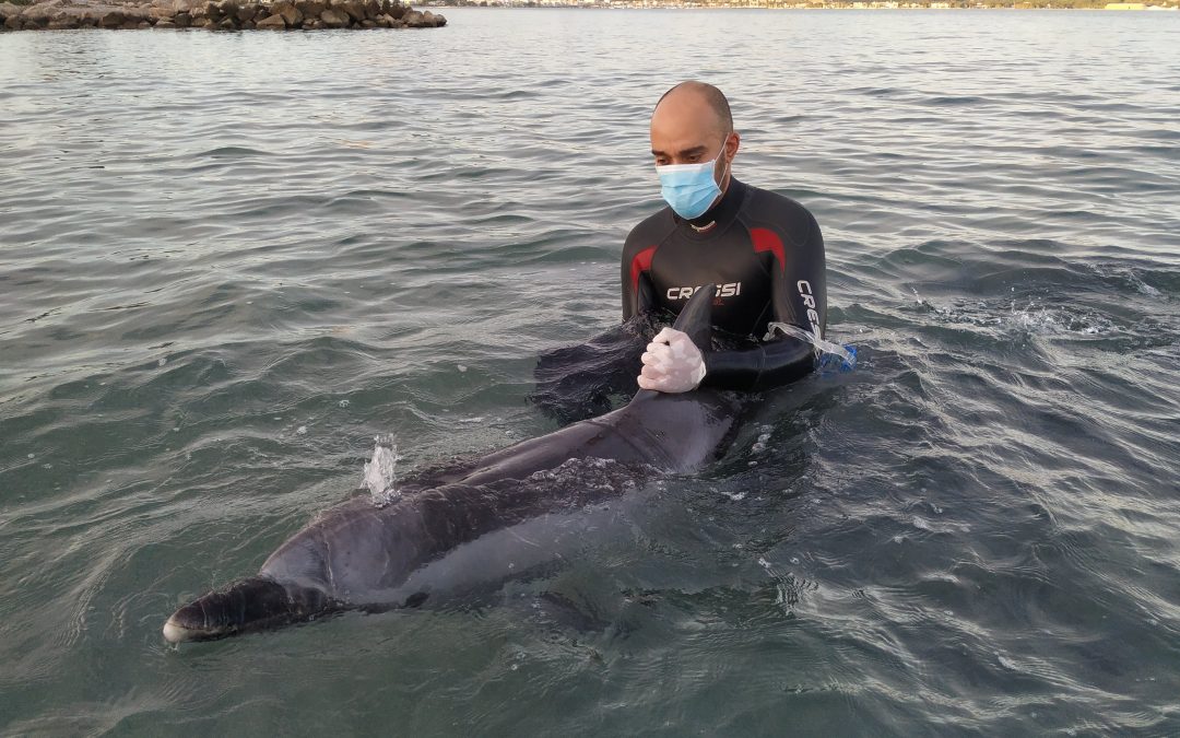 Varamiento de delfín listado en la bahía de Pollença