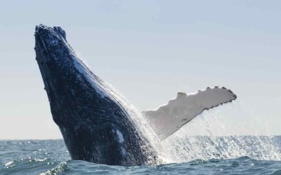 Estrategia de alimentación de las ballenas jorobadas: red de burbujas